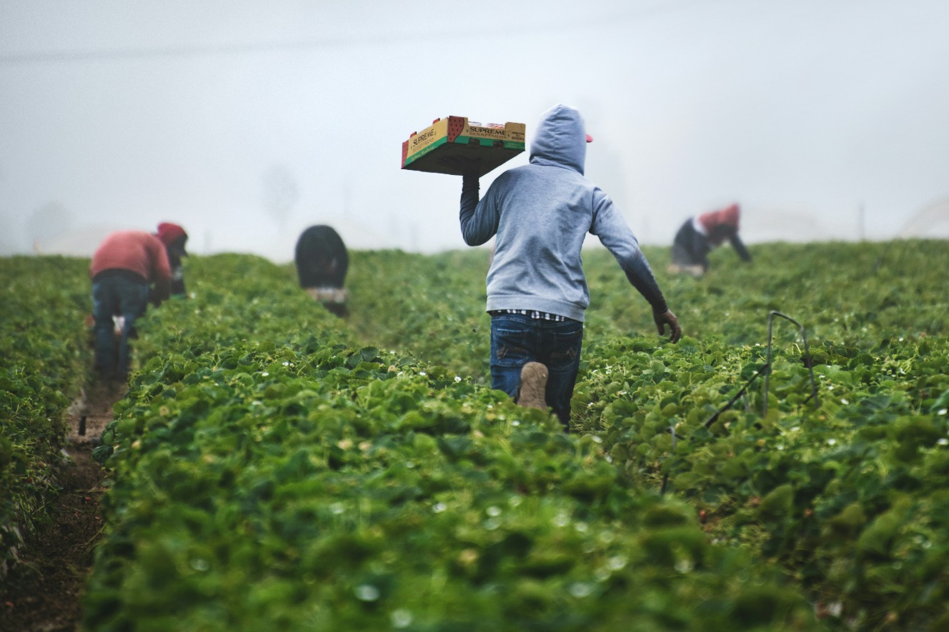 Farm workers picking in a green field